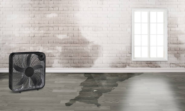 Best Water damage restoration near me  in Bridgeport, NY